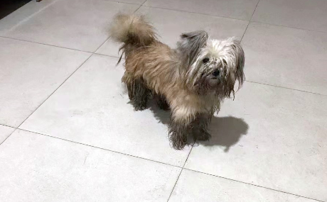 蓬头垢面的流浪狗，为求收留追人4公里，带回家后颜值逆袭