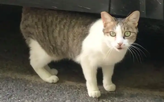 深圳女工收养流浪猫：宠物是我撑下去的理由