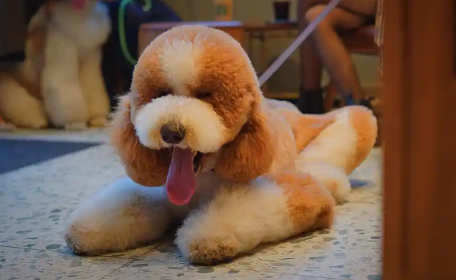 大千生态成立宠物服务有限公司，拓展新经济