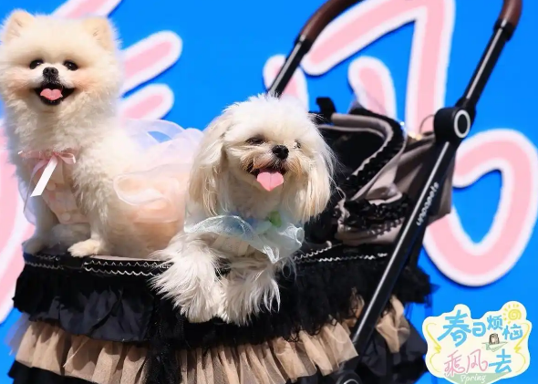 成都：“它经济”蓬勃发展，引领“宠物友好”新风尚