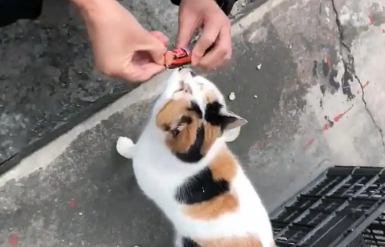 执着的流浪猫，每天守在店铺门口，被收养后实现猫生逆袭