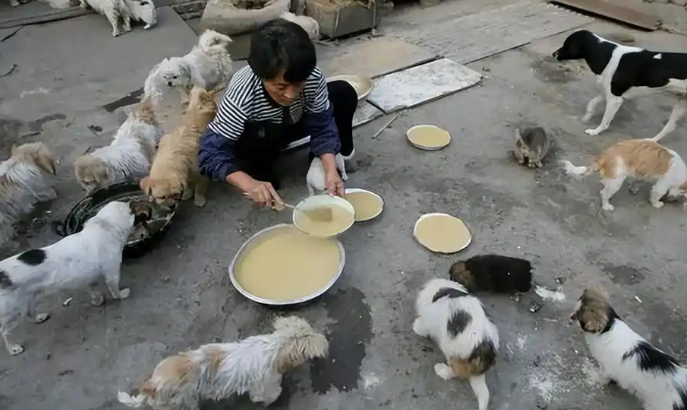 49岁女白领收养流浪猫，每月花掉工资大半