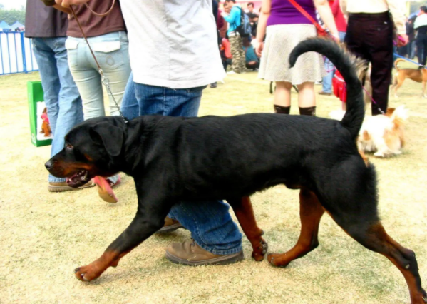新规改写“土狗”命运：中华田园犬身价暴涨，部分烈性犬退场 