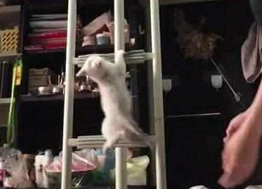 同学在寝室养了只猫！网友：看这猫咪上下铺，能笑一整天！