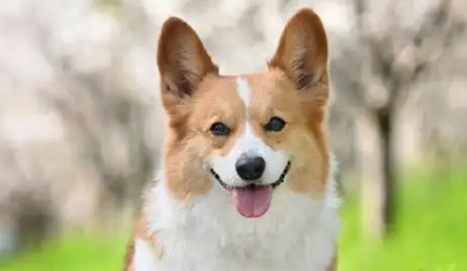 小宠物撬动万亿元大市场，资本竞逐宠物经济全链条开花