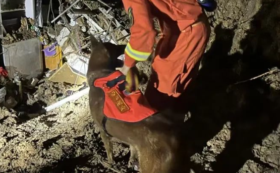 玉林消防搜救犬台风中救出 3 人：与时间赛跑的毛孩子战士