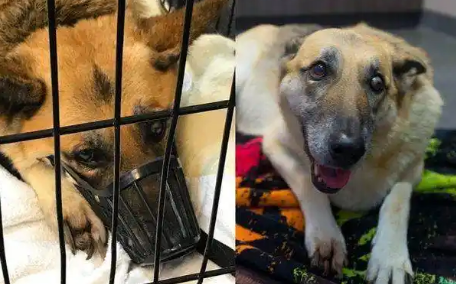 狗狗被主人当做赚钱工具，年老却被如此虐待，被救后重获新生 