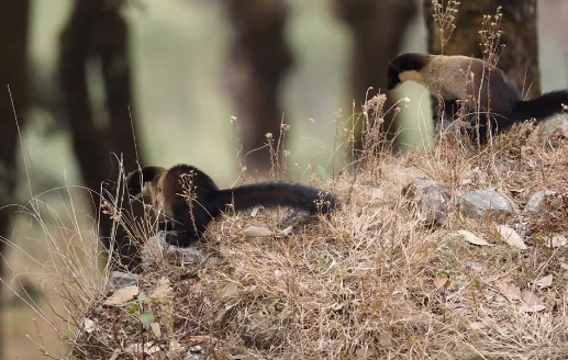 云南保山发现一只黄喉貂，侦查周围一番后，竟四脚朝天睡起了大觉
