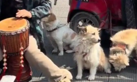 她和100多只毛孩子的“家”，看哭无数网友