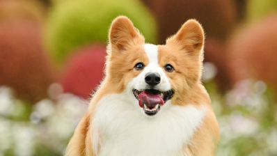 线路由1条增至8条，高铁宠物托运服务试点范围今起扩大