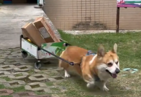 “拖拉基”帮主人取快递，一路跑一路掉，最后车都翻了~