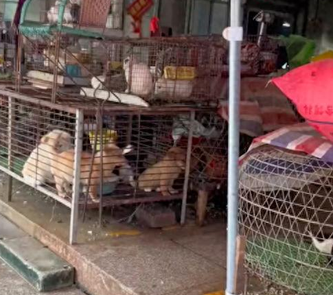 狗肉摊许多狗被关笼子里，有只狗独坐角落等待命运审判