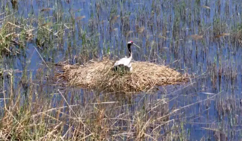 又一巢丹顶鹤筑巢！锦州华地城湿地今年已有两对成功落户