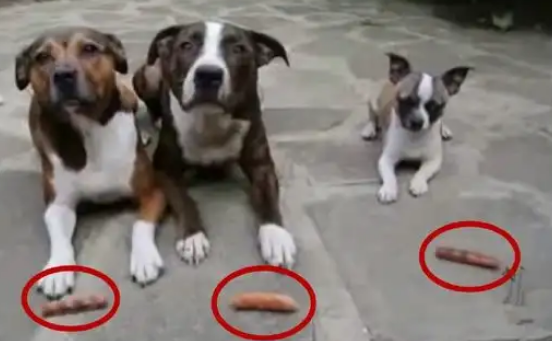 狗狗面前各一根火腿 主人一声令下 最后小狗真是太强了 