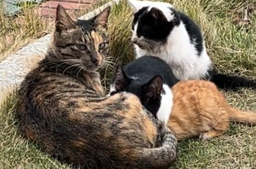 偶遇三条腿的流浪猫，叼着食物转身就跑，原来它把吃的留给了孩子