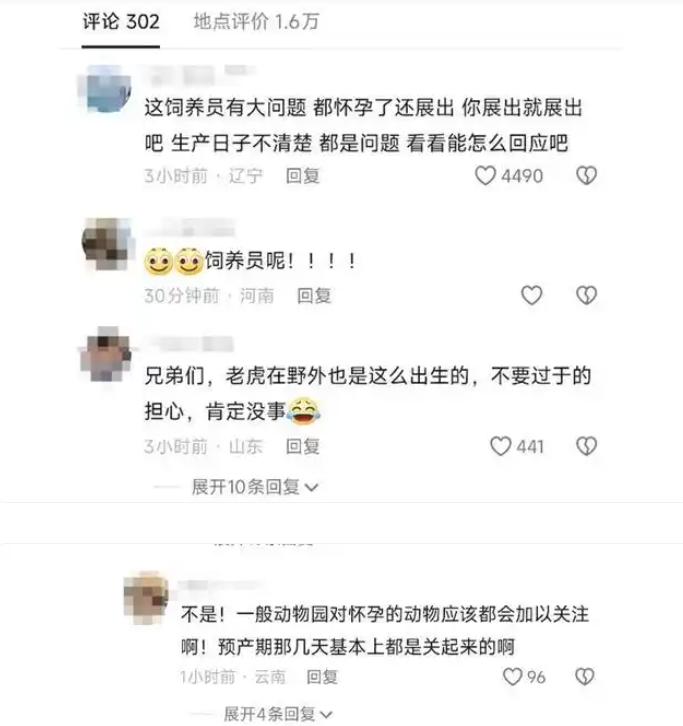 小老虎生在墙角无人过问？动物园：生下来后就发现了，目前安好