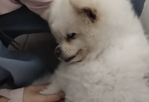 女子抱狗子照镜子，狗子以为女子抱别的狗，直接被气晕了 