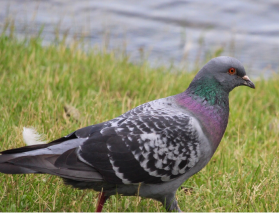 一只鸽子能卖952万？全球最贵信鸽天价售出