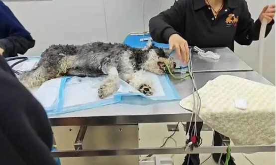 云南一公园发现“毒肉块”，多只宠物狗中毒死亡