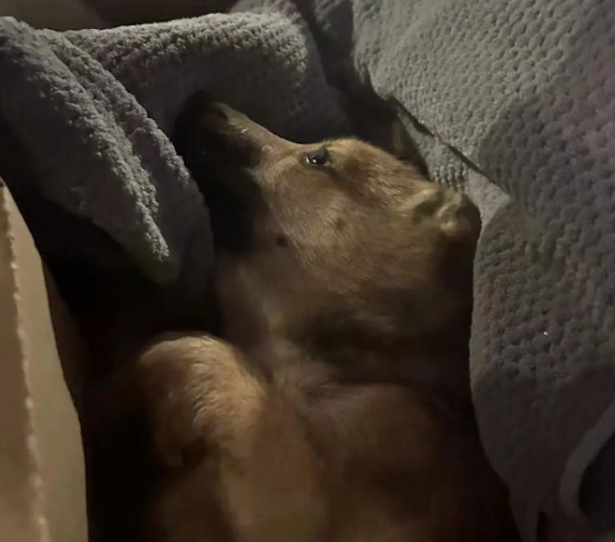 流浪狗被撞伤扔绿化带中，大学生救助手术费要2万