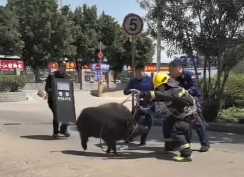 300斤野猪勇闯肉联厂 獠牙锋利无比凶猛 被一斧敲晕