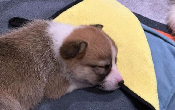 宠物满月宴引发热议，你如何看待这件事？