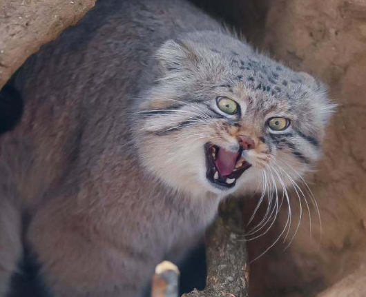 祁连山一只兔狲，叼着旱獭回巢，却被藏狐抢走