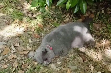 上海一蓝猫疑遭虐待被砍断四肢，派出所：正在调查