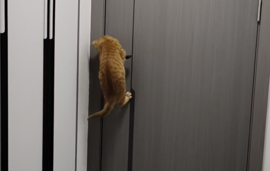宠物猫自学开门，经常 “离家出走” 玩耍