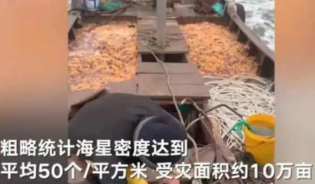 外来海星入侵青岛！不到4天被抢到断货