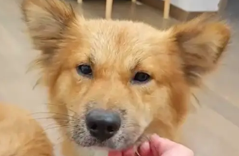 主人要搬家了，收养的流浪狗还以为又被遗弃！