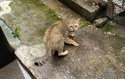 雨中和人类求助的流浪猫，身下还护着一只小猫，猫：救救我的孩子