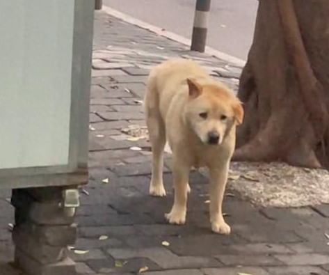 狗狗在路边角落已等待主人一年，眼神里都没光了