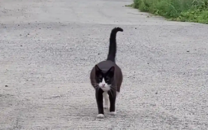 消失多天的流浪猫再次出现，带着人类步行10公里，去山里看小猫