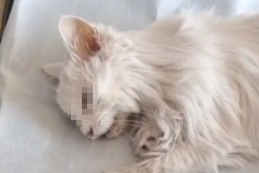宠物猫手术后突然死亡，猫主人想调监控遭拒