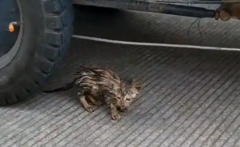 救了一只落水小猫，竟被它赖上，一路跟随几百米，怎么赶都不走