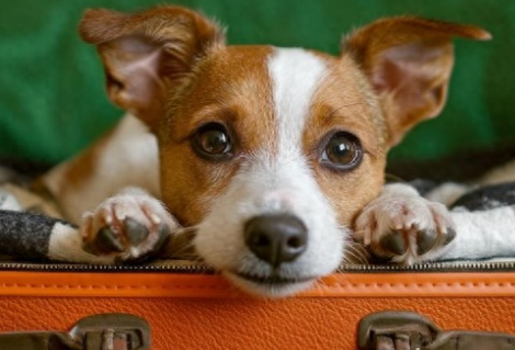 带上猫狗一起出发！宠物可坐高铁了