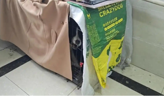 边牧被圈养楼道早晚狂吠，邻居苦不堪言