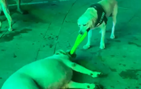 两只狗狗在争玩具，胖拉布拉多直接就是躺在地上