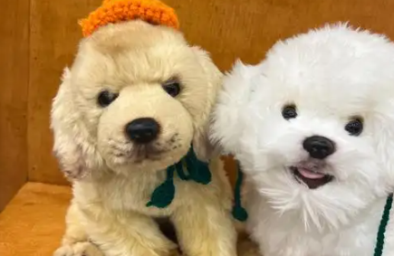 稀有品相爬宠拍卖，原来竟是诈骗戏码