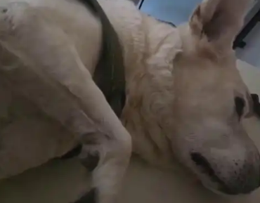 超40只宠物狗疑遭投毒死亡！