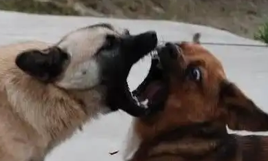 “狗咬狗”引官司，狗主人屡次不牵狗绳担全责