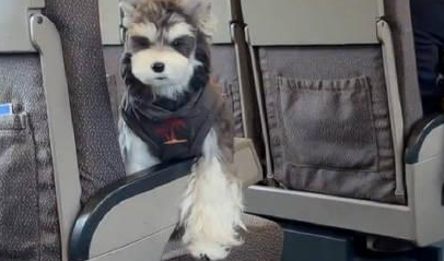 高铁开启宠物托运新时代，12306解锁爱宠出行新姿势