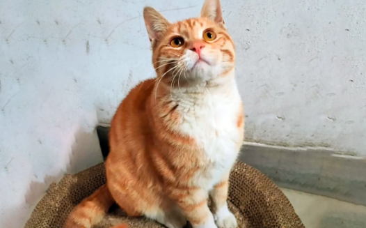 那只喜欢上门送礼的流浪猫，在自己受伤后，竟默默躲了起来