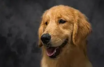 金毛犬化身婚姻和事佬