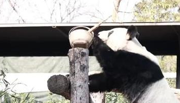 大熊猫“丫丫”拆漏食器吃窝窝头，网友：学会减法，生活更快乐！