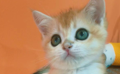 小宠物撬动万亿元大市场，资本竞逐宠物经济全链条开花