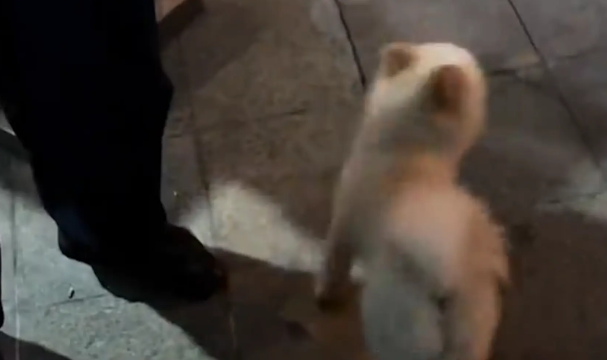 女子电梯偶遇小狗，帮狗子按电梯没找到家