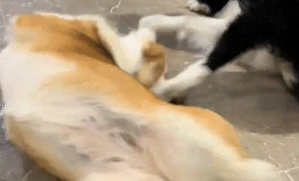 男子把麦克风对准柯基，柯基被自己放屁声惊醒