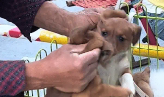 小狗摊位两只狗狗吵架，老板一招制服小狗